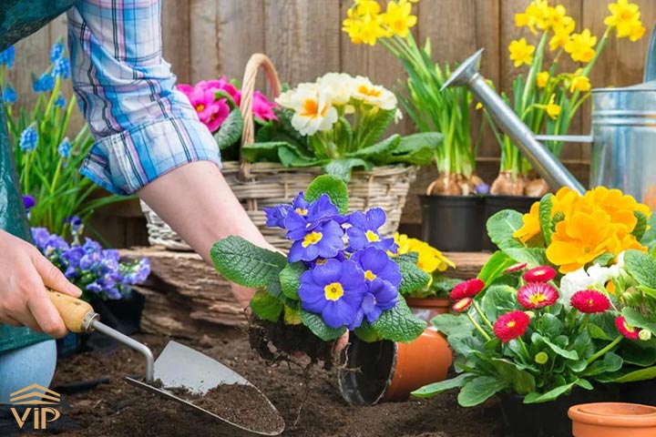 چه گل‌هایی برای کشت پاییزه مناسب هستند؟