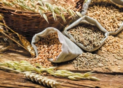 چگونه آلودگی گندم به آفلاتوکسین را کاهش دهیم؟