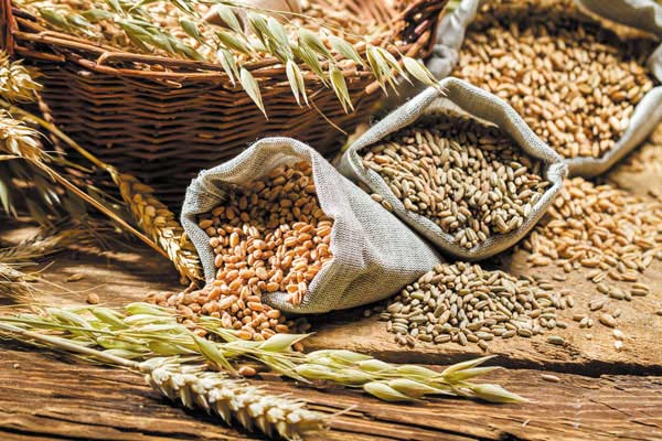 چگونه آلودگی گندم به آفلاتوکسین را کاهش دهیم؟